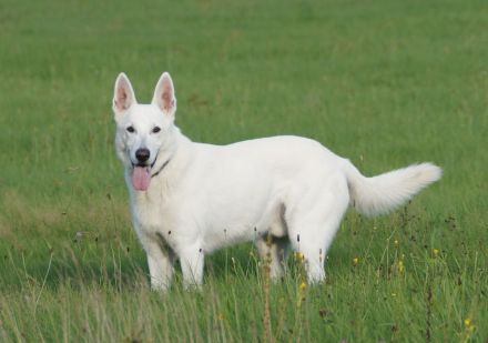 Weisser Schweizer Schäferhund Stockhaarwelpen