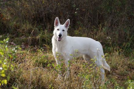 Weisser Schweizer Schäferhund Stockhaarwelpen