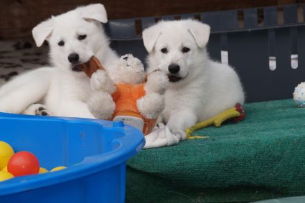 Weisser Schweizer Schäferhund Stockhaarwelpen