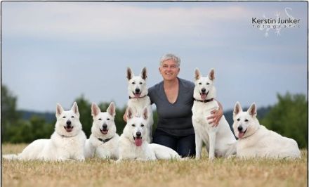 Weisser Schweizer Schäferhund Stockhaarwelpen