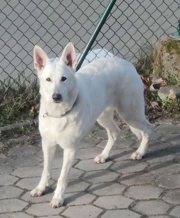 Weisser Schweizer Schäferhund Stockhaarwelpen