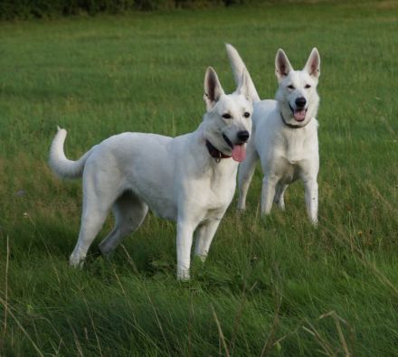 Weisser Schweizer Schäferhund Stockhaarwelpen