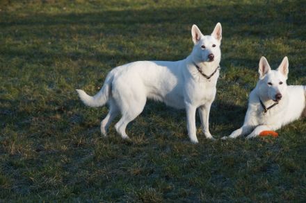 Weisser Schweizer Schäferhund Stockhaarwelpen