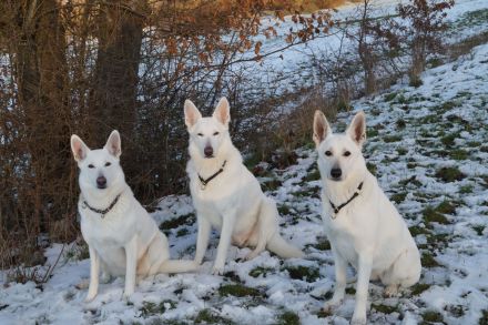 Weisser Schweizer Schäferhund Stockhaarwelpen