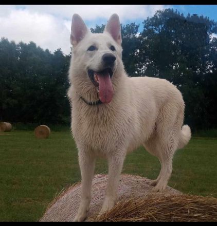 Weisser Schweizer Schäferhund Stockhaarwelpen