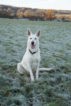 Weisser Schweizer Schäferhund Stockhaarwelpen