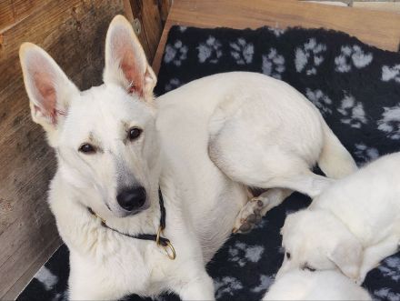 Weisser Schweizer Schäferhund Stockhaarwelpen