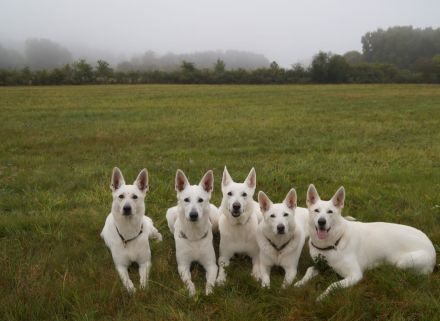 Weisser Schweizer Schäferhund Stockhaarwelpen