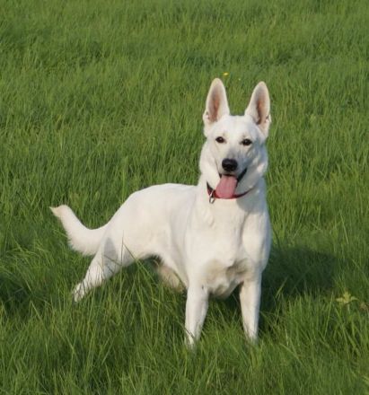 Weisser Schweizer Schäferhund Stockhaarwelpen