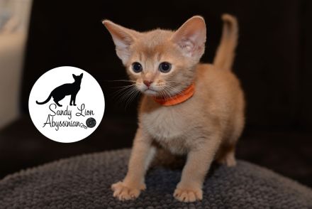 Sandy Lion Abyssinian