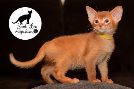 Sandy Lion Abyssinian