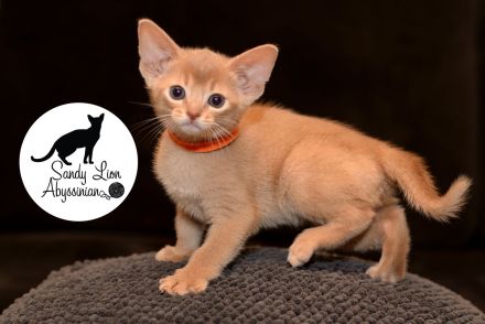 Sandy Lion Abyssinian