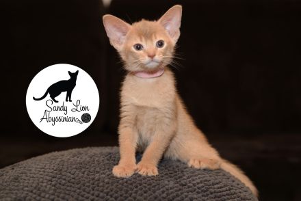 Sandy Lion Abyssinian