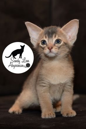 Sandy Lion Abyssinian