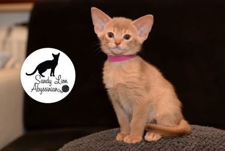 Sandy Lion Abyssinian