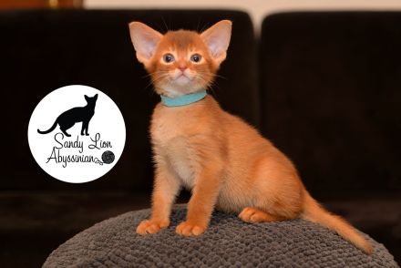 Sandy Lion Abyssinian