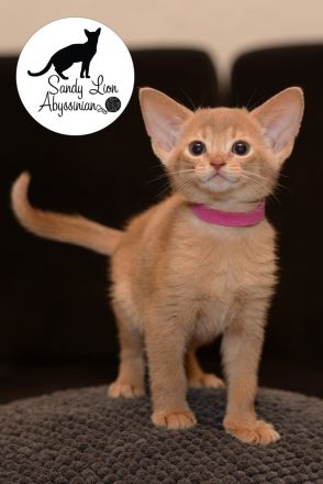 Sandy Lion Abyssinian