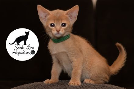 Sandy Lion Abyssinian