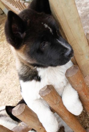 Amerikanische Akita Welpen