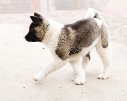 Amerikanische Akita Welpen