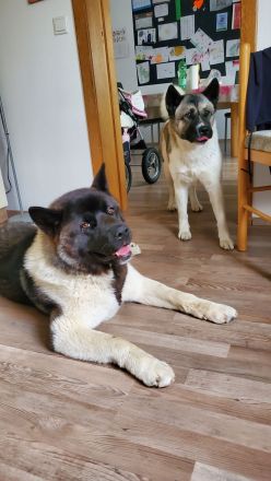 Amerikanische Akita Welpen