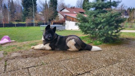 Amerikanische Akita Welpen