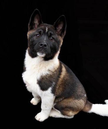 Amerikanische Akita Welpen