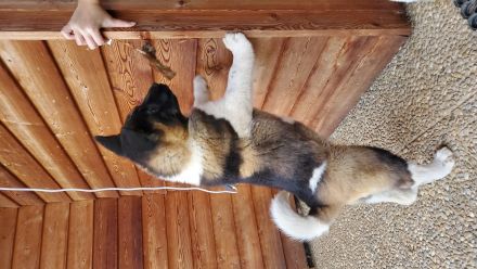 Amerikanische Akita Welpen