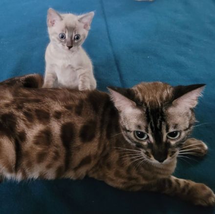 Bengalen in Exklusivfarben mit Sorglospaket v Züchter