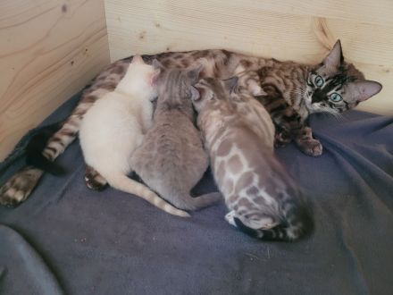 Bengalen in Exklusivfarben mit Sorglospaket v Züchter