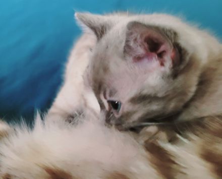 Bengalen in Exklusivfarben mit Sorglospaket v Züchter