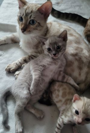 Bengalen in Exklusivfarben mit Sorglospaket v Züchter