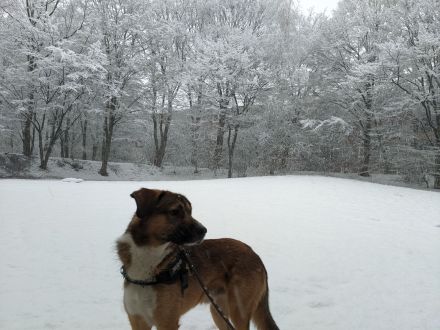 Paco sucht neues zuhause