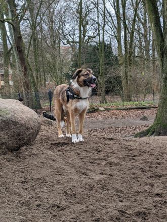 Paco sucht neues zuhause