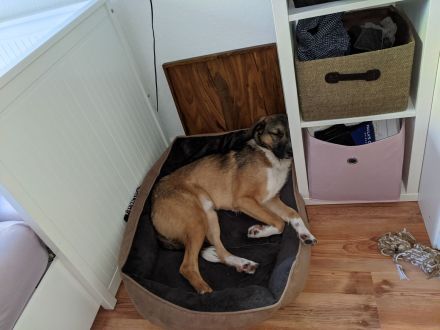 Paco sucht neues zuhause