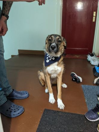 Paco sucht neues zuhause