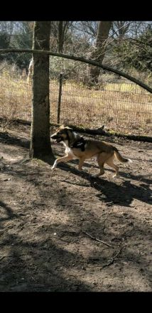 Paco sucht neues zuhause