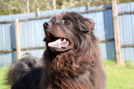 Simba, Sarplaniac, geb. 2013, sensibler Herdenschützer sucht sehr erfahrene Halter