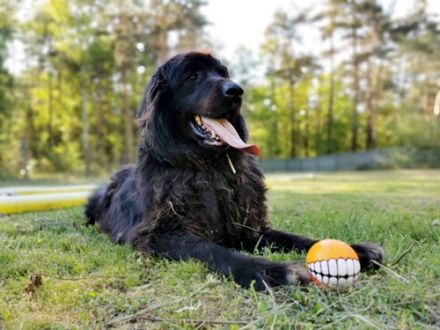 Simba, Sarplaniac, geb. 2013, sensibler Herdenschützer sucht sehr erfahrene Halter