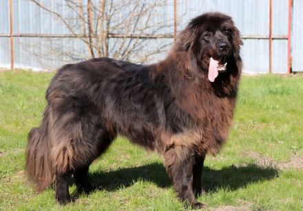 Simba, Sarplaniac, geb. 2013, sensibler Herdenschützer sucht sehr erfahrene Halter