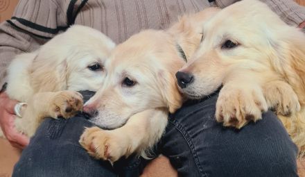 Wunderschöne reinrassige Golden Retriever Welpen