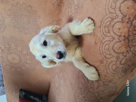 Wunderschöne reinrassige Golden Retriever Welpen