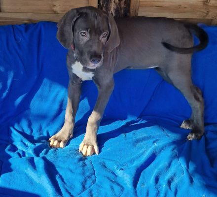 Cane Corso XXL Welpen