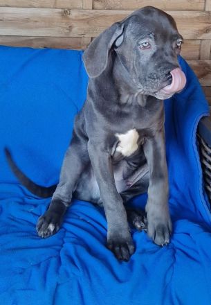 Cane Corso XXL Welpen