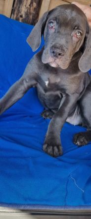 Cane Corso XXL Welpen