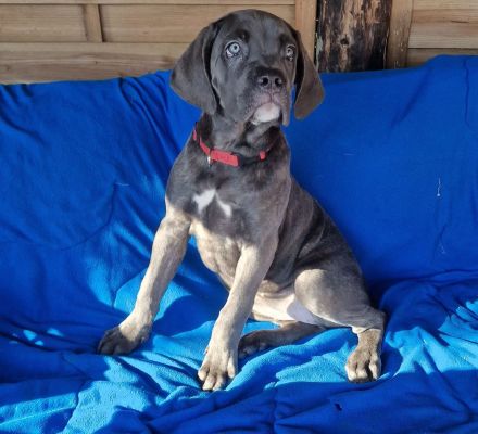 Cane Corso XXL Welpen