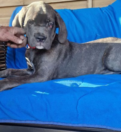 Cane Corso XXL Welpen