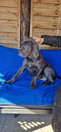 Cane Corso XXL Welpen