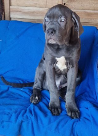 Cane Corso XXL Welpen