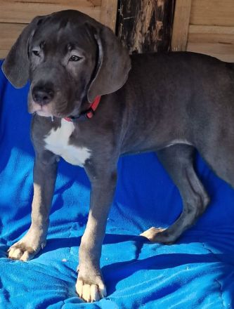 Cane Corso XXL Welpen